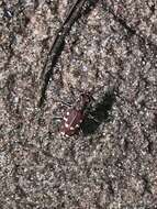 Plancia ëd Cicindela (Cicindela) oregona navajoensis Van Dyke 1947