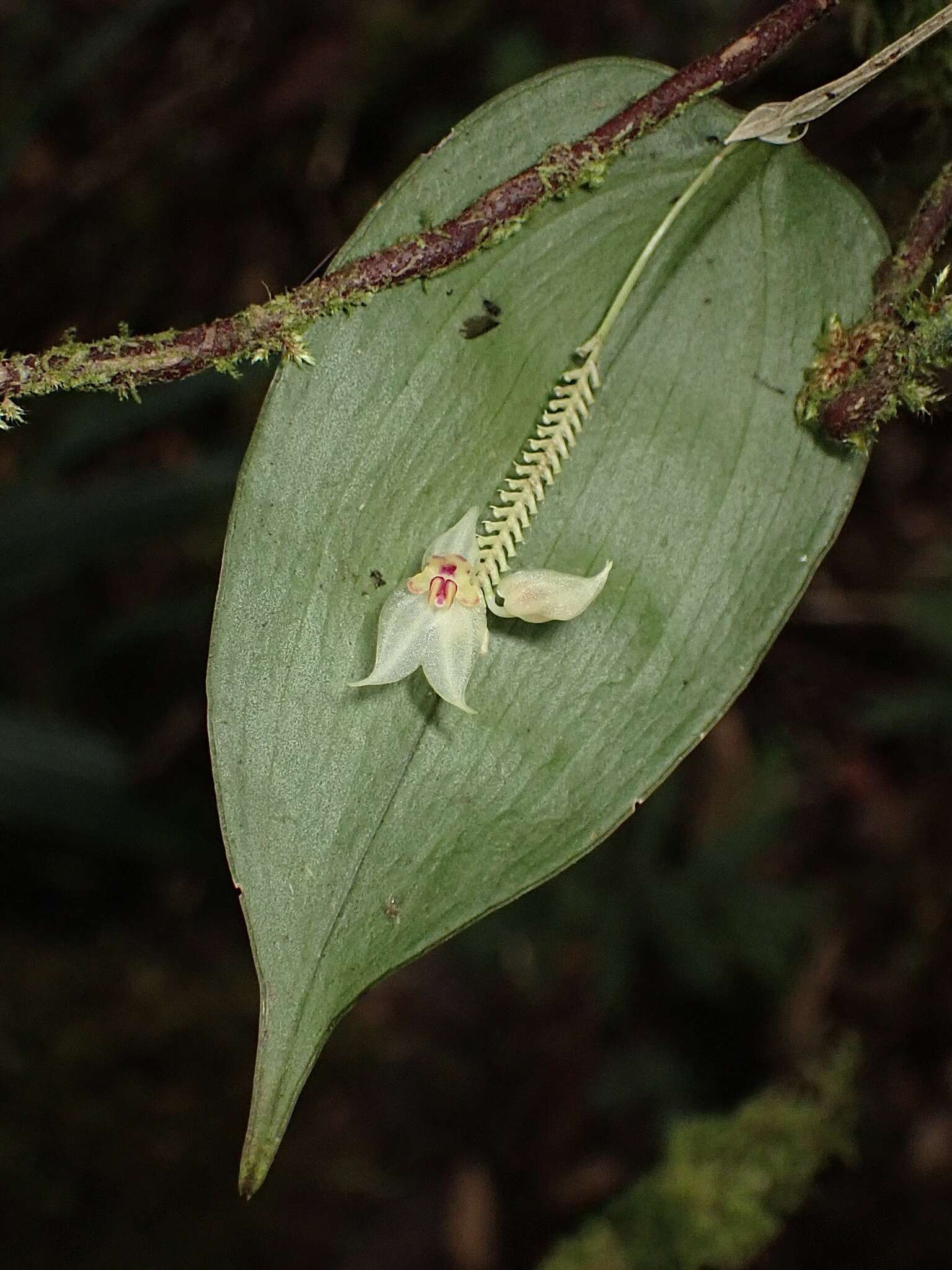 Image of Lepanthes craticia Luer