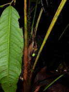 Image of Bactris oligocarpa Barb. Rodr.