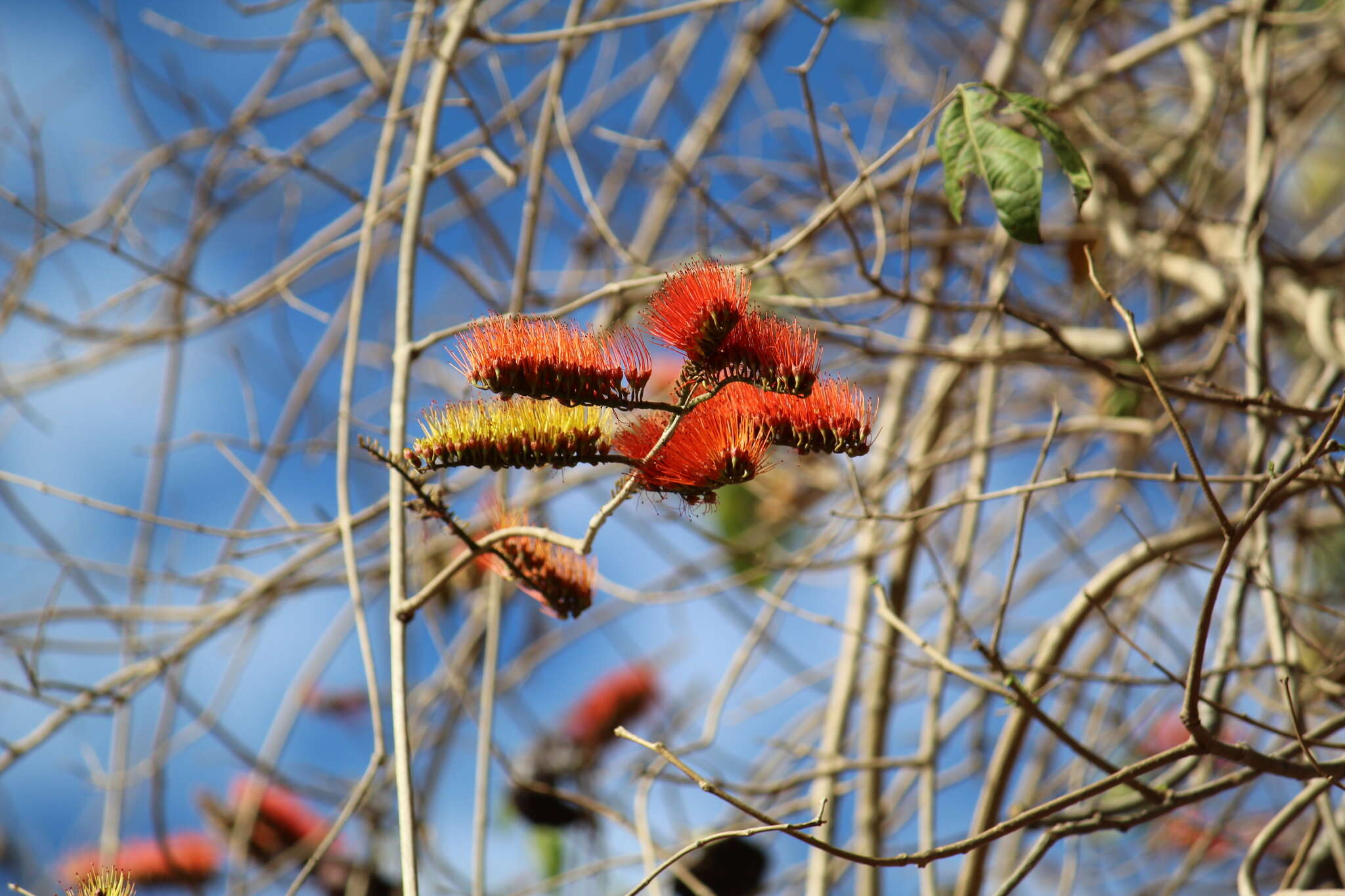 Imagem de Combretum farinosum Kunth