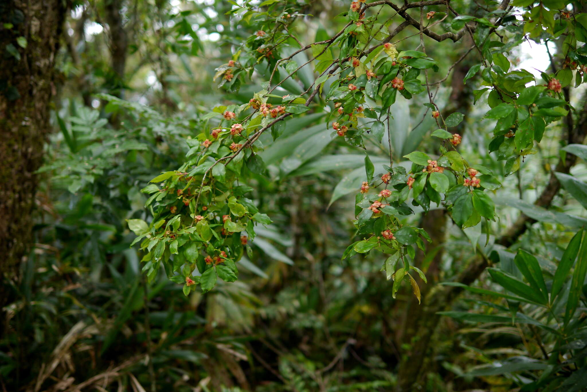 Image of Euonymus tashiroi Maxim.