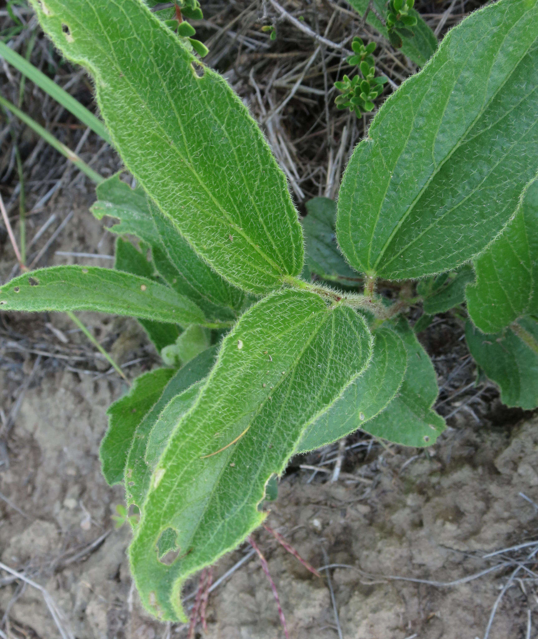 Image of Dwarf yellow hibiscus