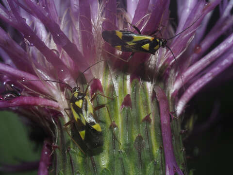 Image of Grypocoris sexguttatus (Fabricius 1777)