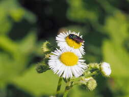 Anthaxia bicolor Falderman 1835 resmi