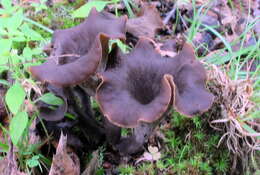 Image of Craterellus fallax A. H. Sm. 1968