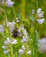 Image of obedient plant