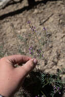 Image of Fort Wingate milkvetch