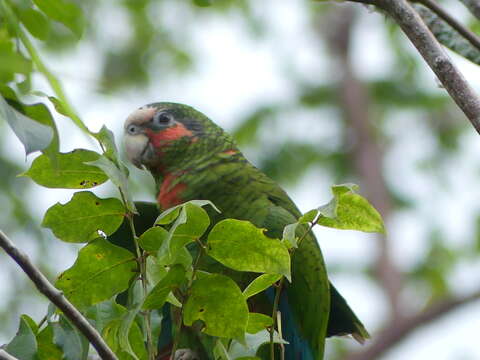 Image of Bahamas Parrot