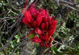 Image of Hottentot's Bean