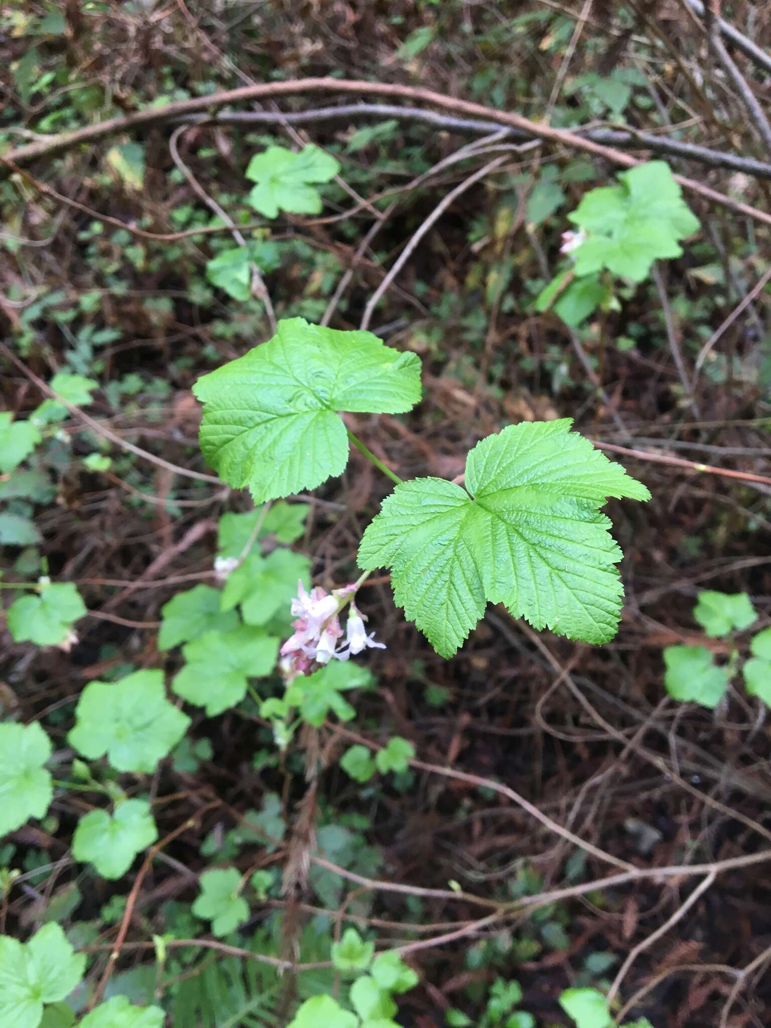 Imagem de Ribes sanguineum var. glutinosum (Benth.) Loud.