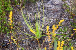 Image of rainbow plant