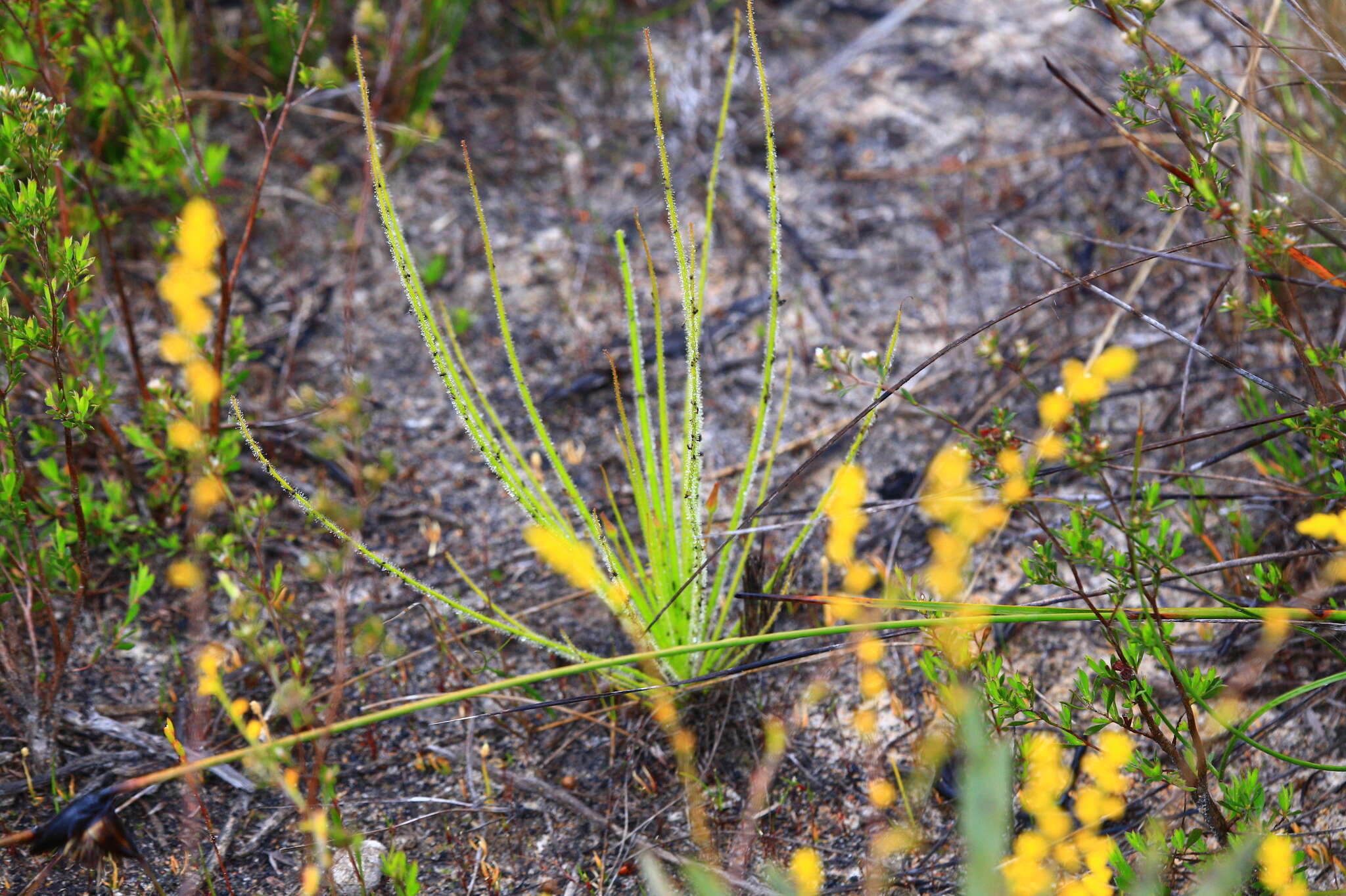 Image of rainbow plant