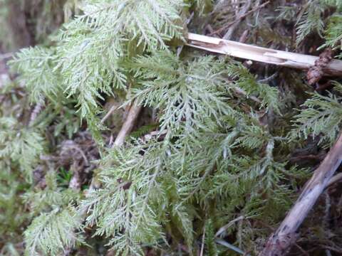 Image of hylocomium feather moss