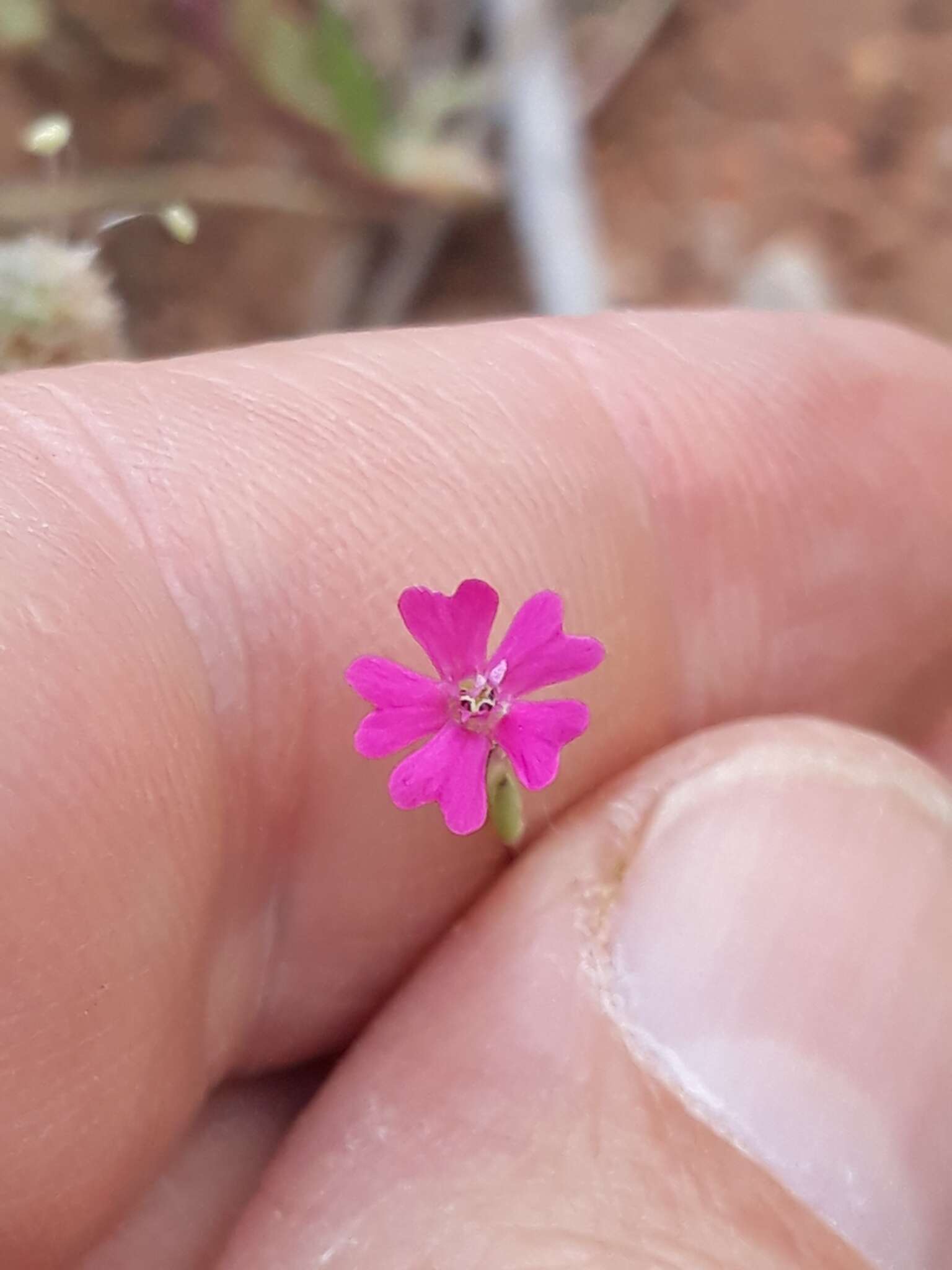 Image of Silene muscipula subsp. muscipula