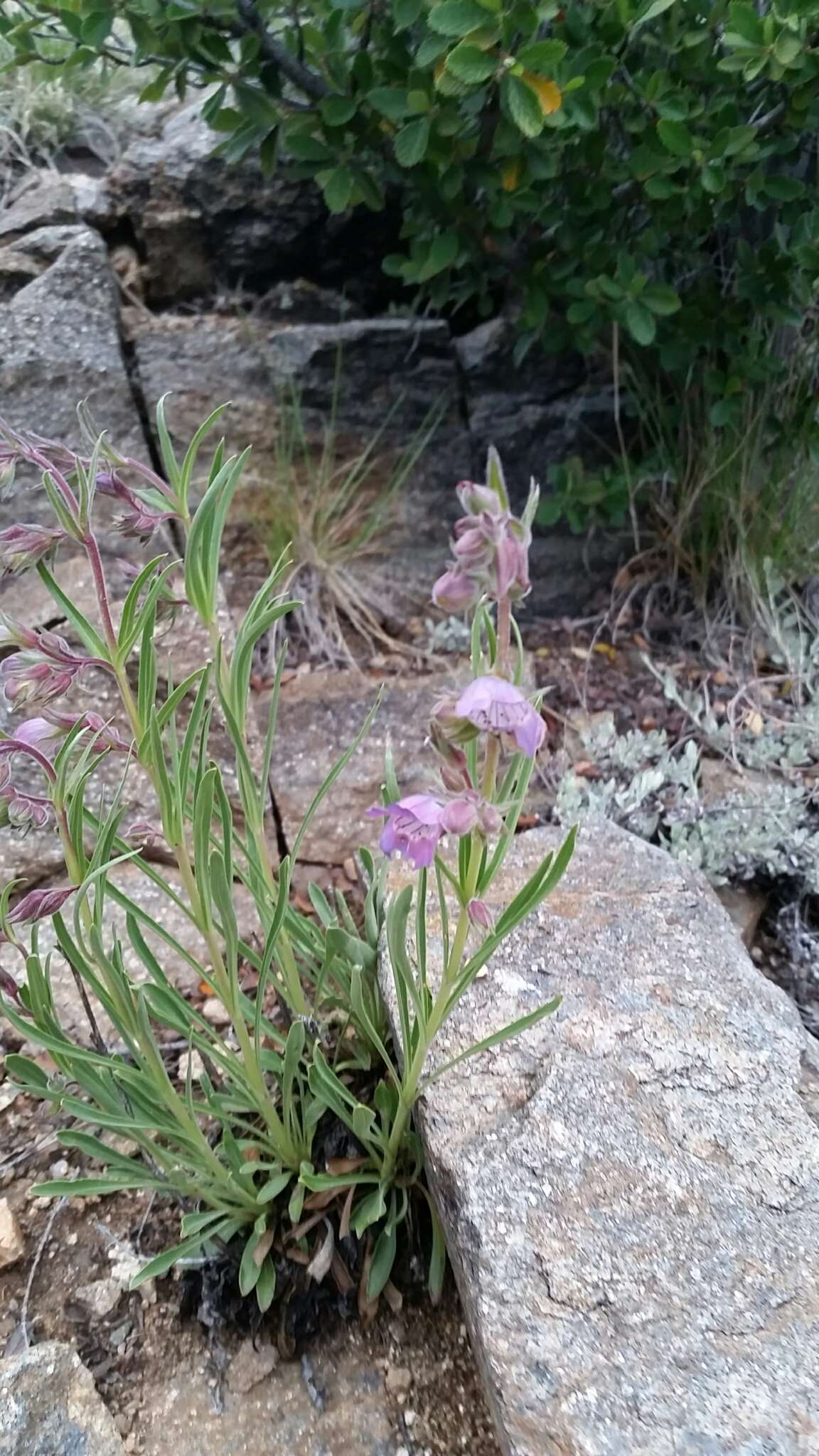 Image of James' beardtongue