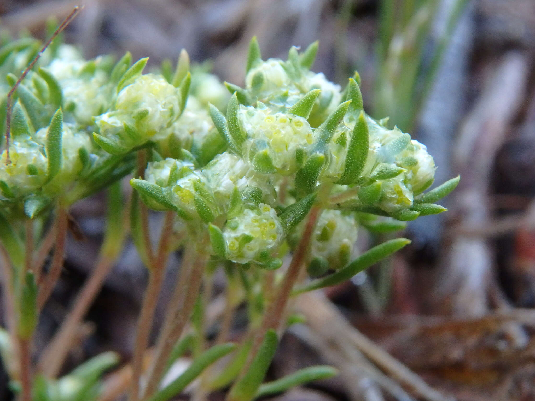 Image of <i>Siloxerus multiflorus</i>