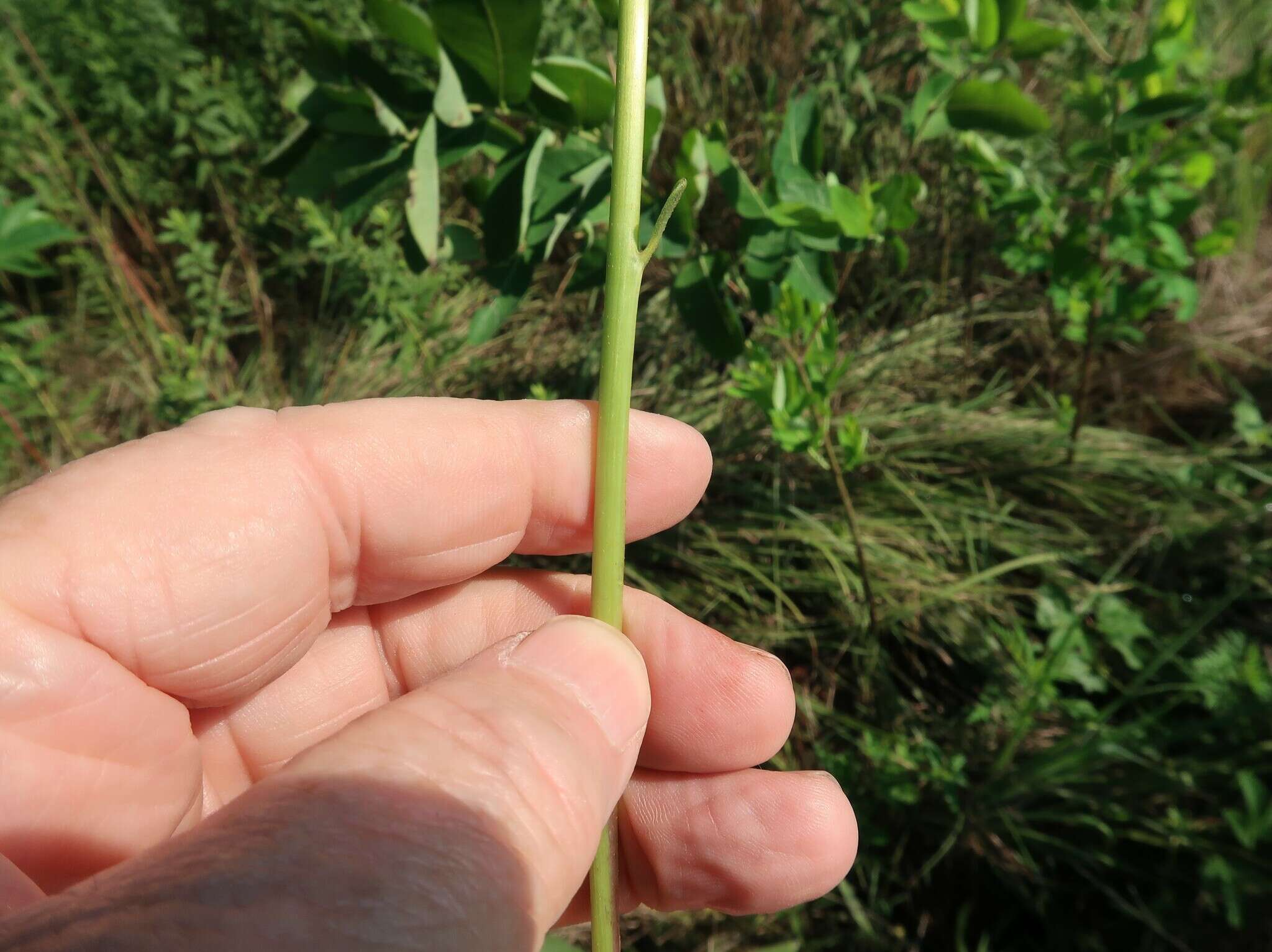 Image of stiff sunflower