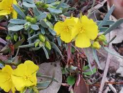 Image of Hibbertia subvaginata (Steudel) F. Müll.