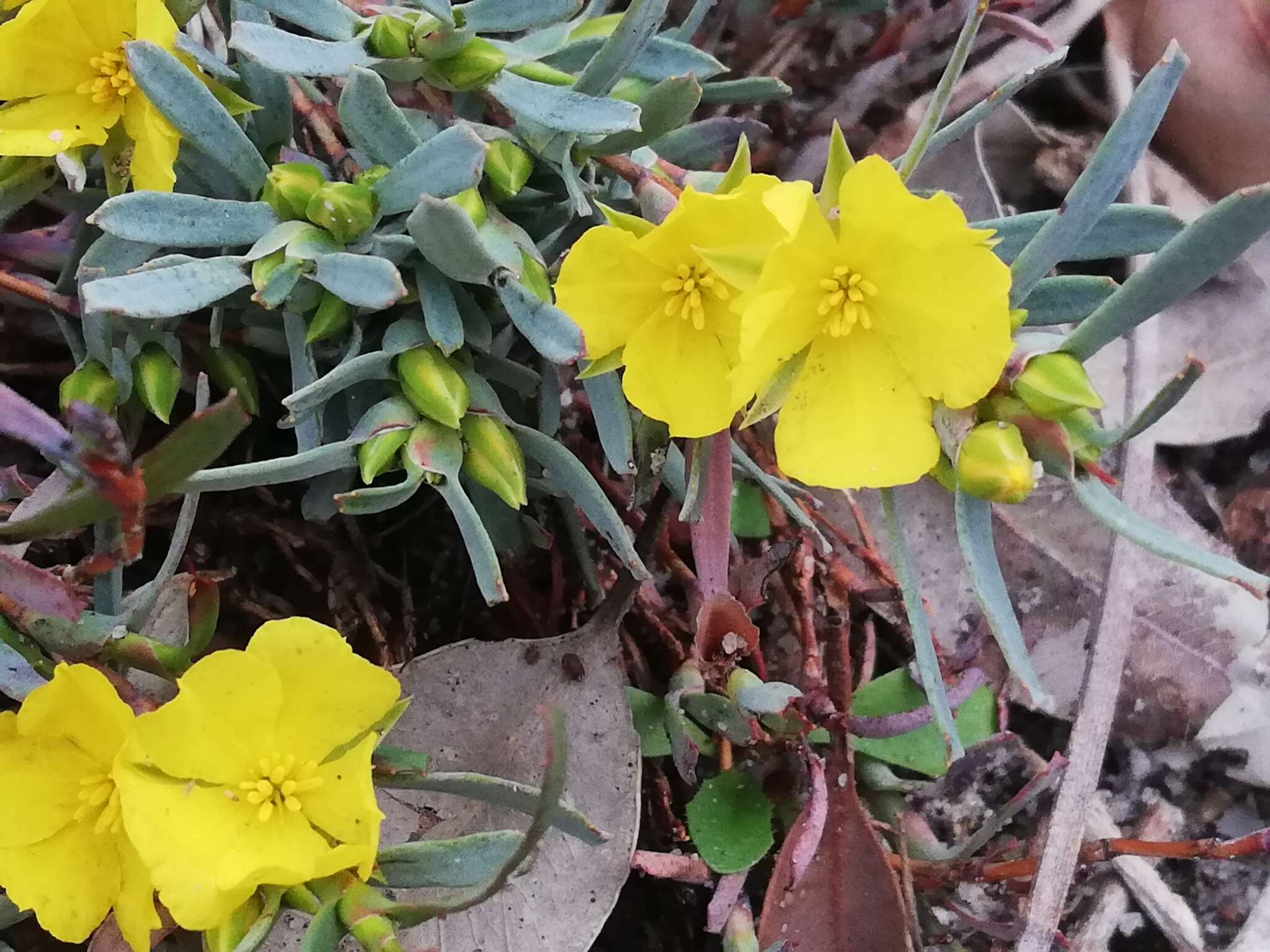 Image de Hibbertia subvaginata (Steudel) F. Müll.