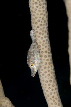 Image of Slender Fiiefish