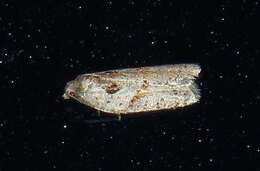 Image of Acleris maculidorsana Clemens 1864