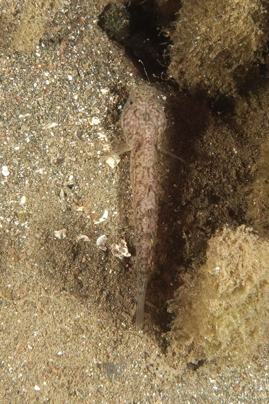 Image of Flat-backed goby