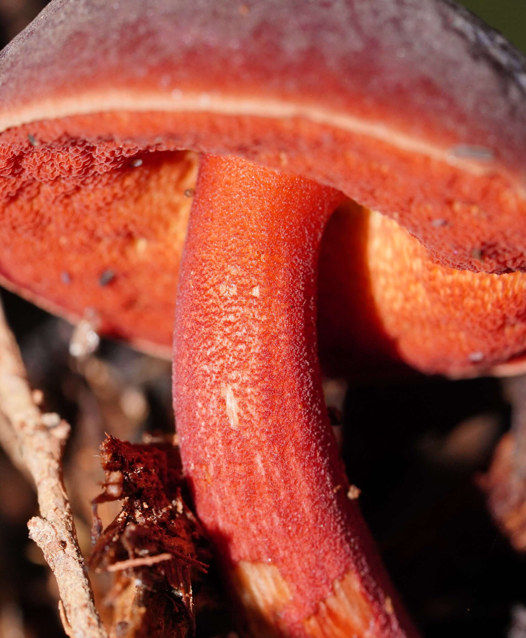 Sivun Boletus barragensis Grgur. 1997 kuva