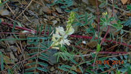 Слика од Onobrychis alba (Waldst. & Kit.) Desv.