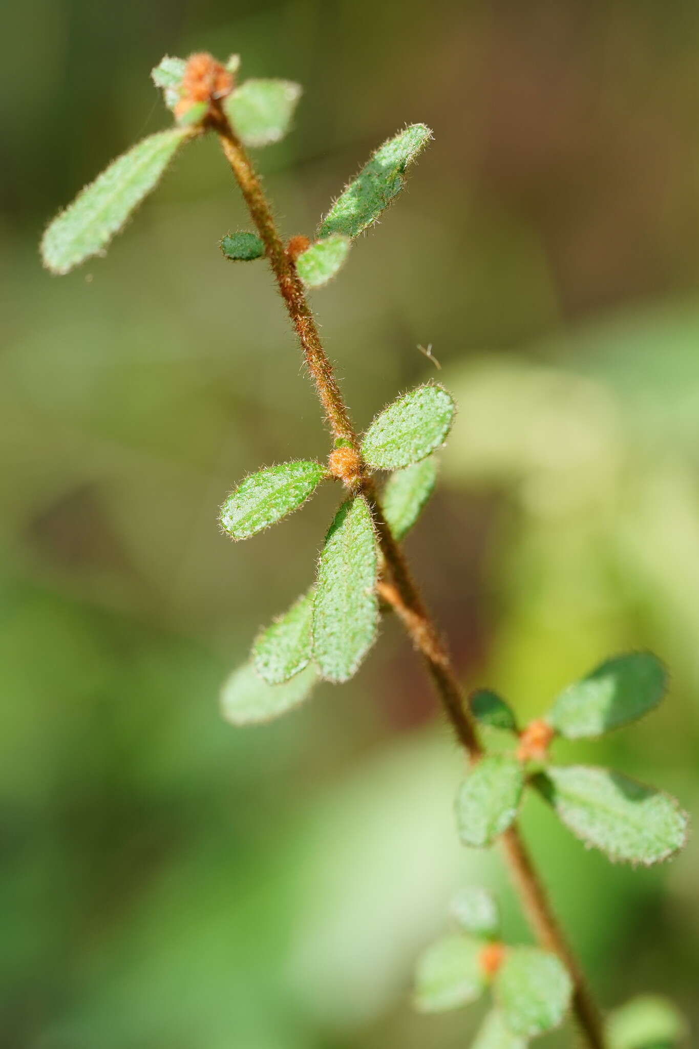 Image of Asterolasia asteriscophora subsp. albiflora Mole