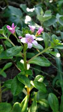 Lysimachia mauritiana Lam. resmi