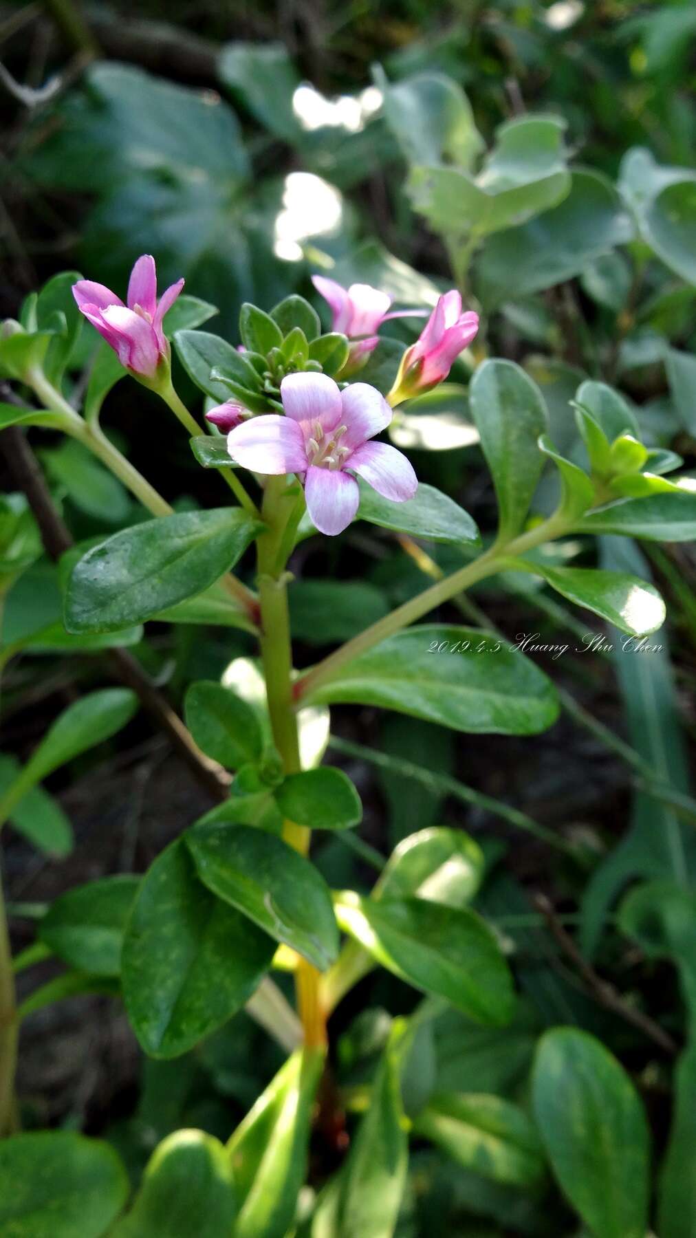 Lysimachia mauritiana Lam. resmi