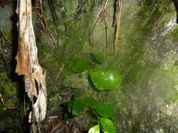 Adiantum reniforme var. asarifolium (Willd.) Cordem.的圖片