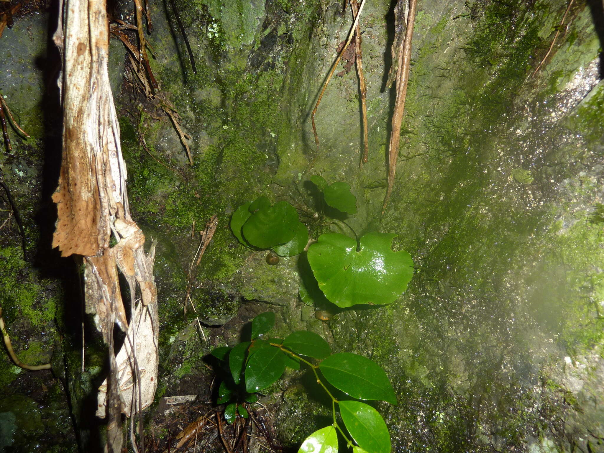 Image of Adiantum reniforme var. asarifolium (Willd.) Cordem.