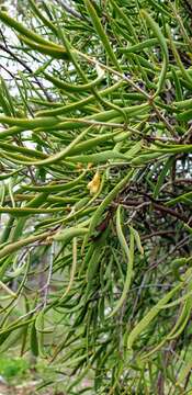 Image of harlequin mistletoe