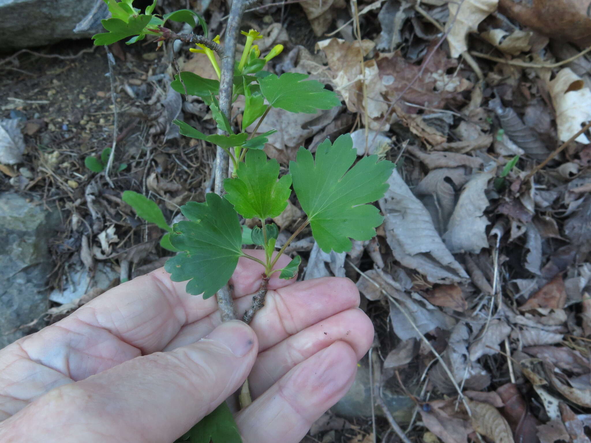 Sivun Ribes aureum var. villosum DC. kuva