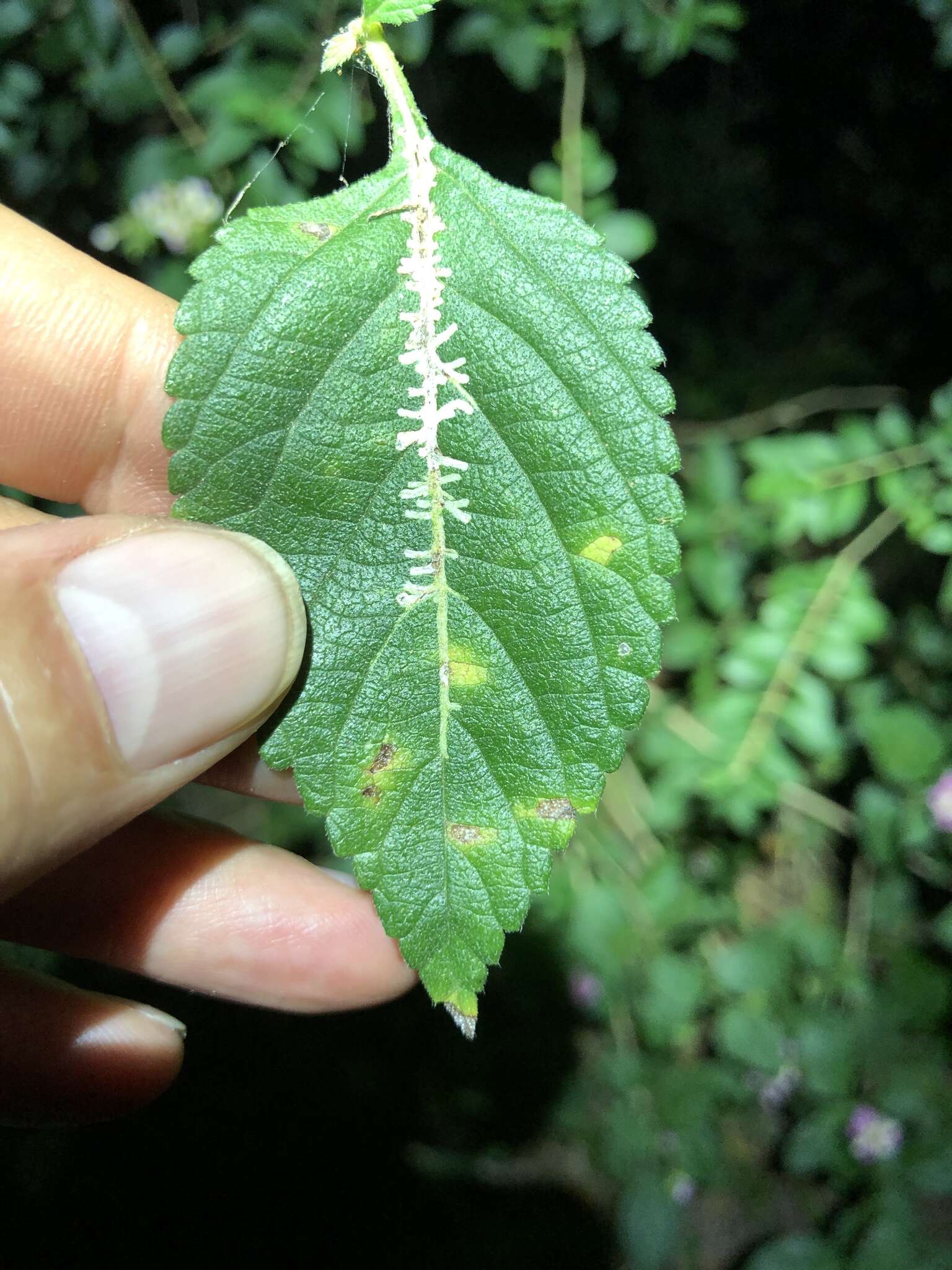 Sivun Ophiomyia camarae Spencer 1963 kuva