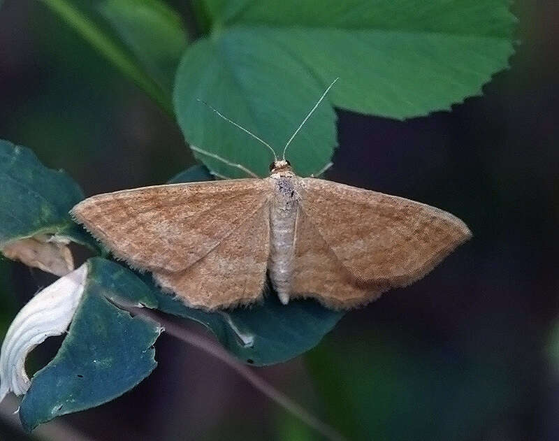 Idaea ochrata Scopoli 1763 resmi