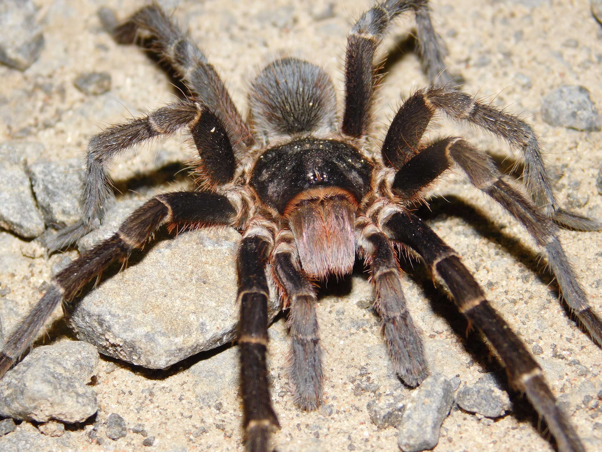 Image of Acanthoscurria cordubensis Thorell 1894