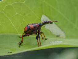 Image of Strigapoderus javanicus Legalov 2003