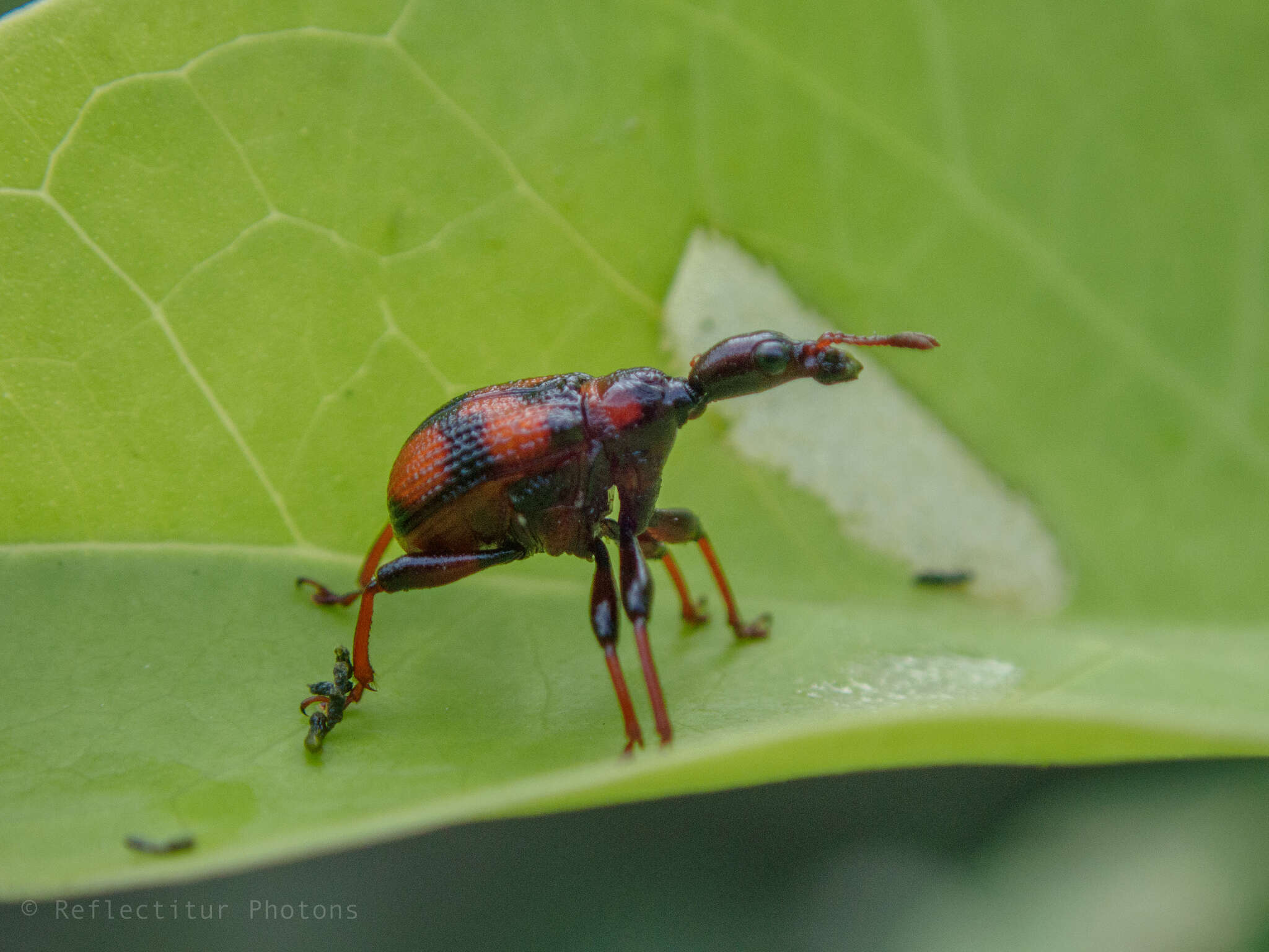 Image of Strigapoderus javanicus Legalov 2003