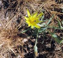 Plancia ëd Tragopogon buphthalmoides (DC.) Boiss.