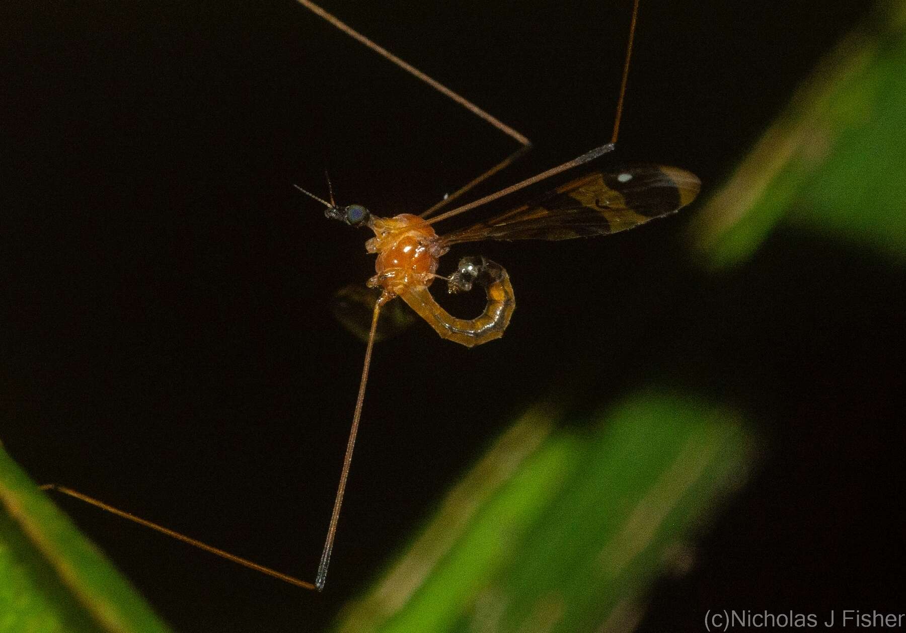 Image of Dapanoptera richmondiana Skuse 1896