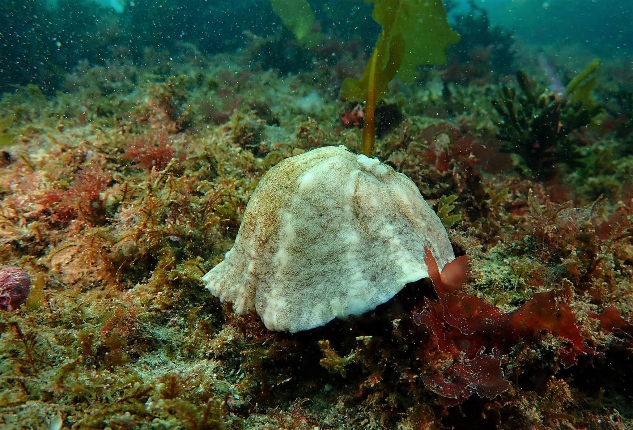 Image of Fissurellidea patagonica (Strebel 1907)