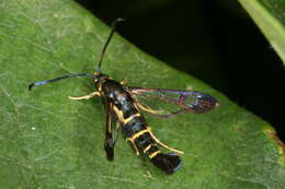 Image of Synanthedon spuleri Fuchs 1908