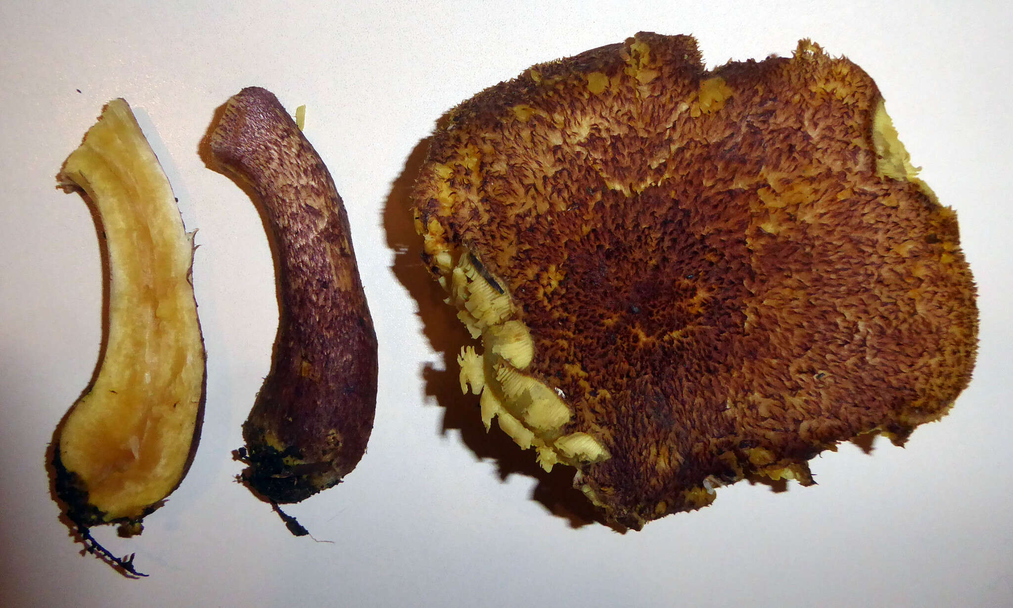 Image of Tricholomopsis scabra J. A. Cooper 2016