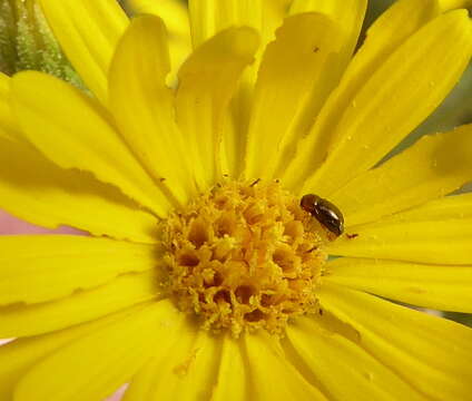 Diachus auratus (Fabricius 1801) resmi