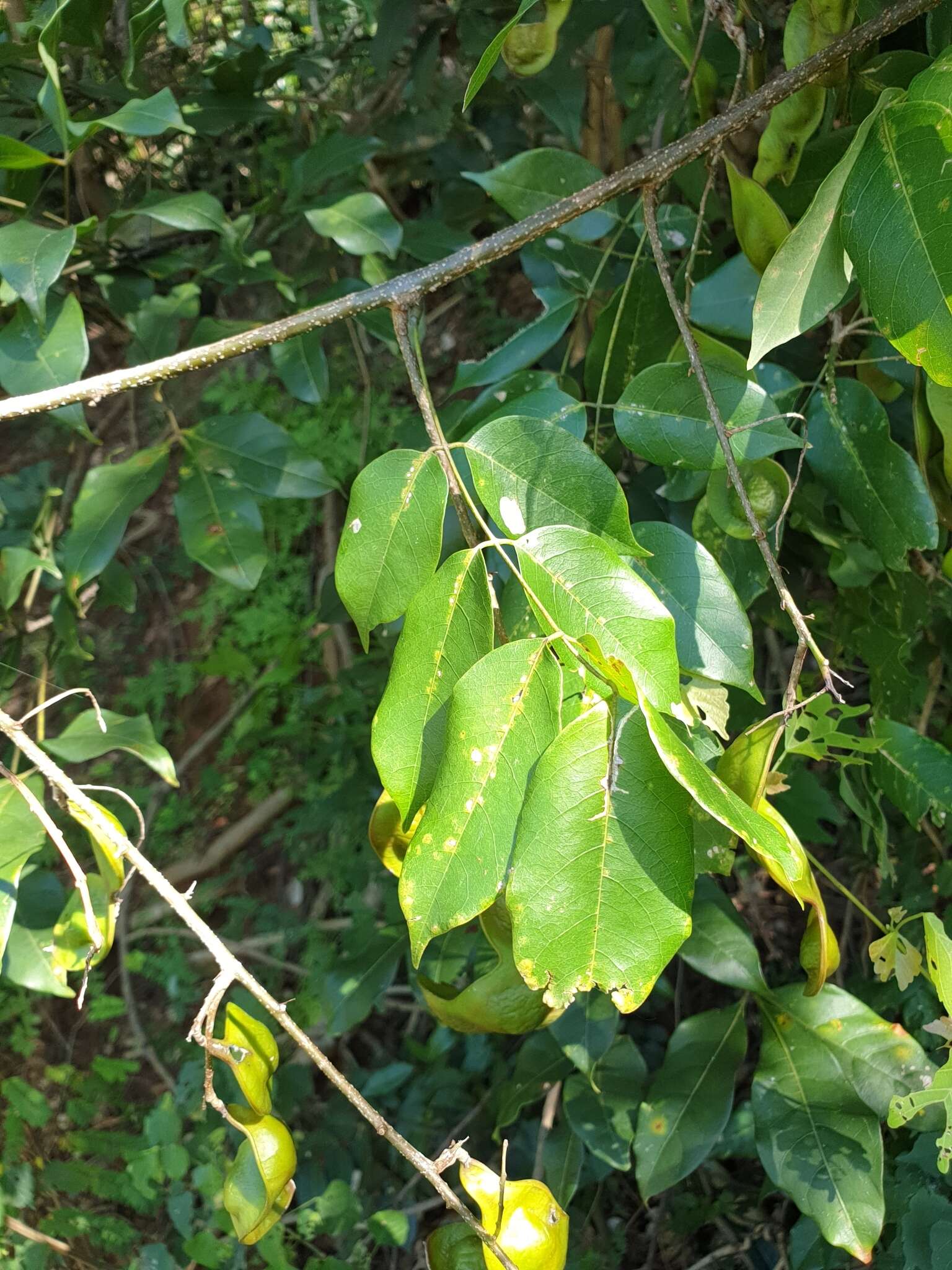 Image of Lonchocarpus madagascariensis (Vatke) Polhill