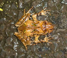 Image of New Zealand primitive frogs