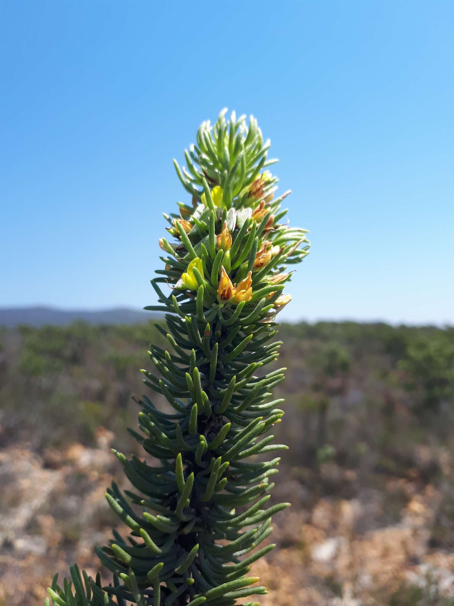 Image of Aspalathus pinguis subsp. australis R. Dahlgren