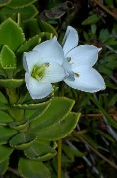 Image of <i>Veronica <i>macrantha</i></i> var. macrantha